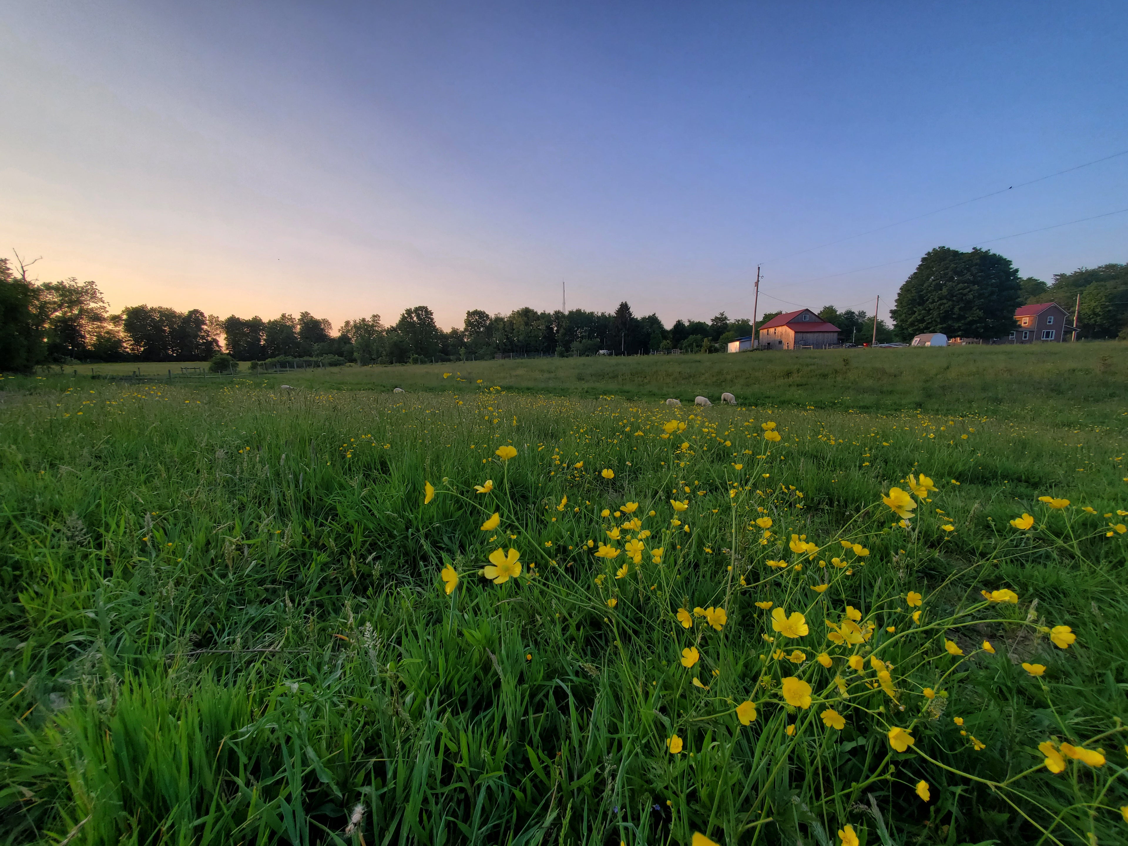 Field of green grass with yellow flowers under a clear blue sky.