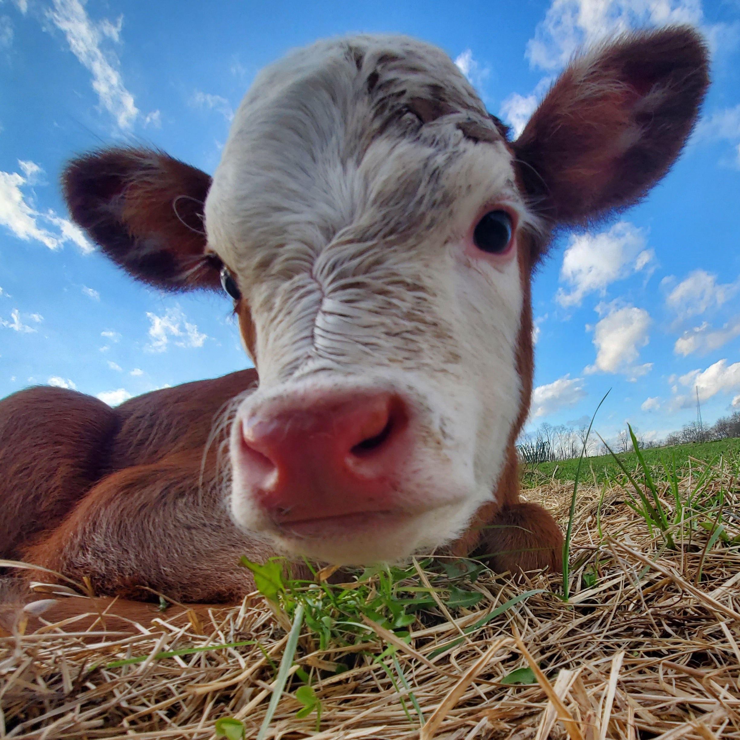 Calf lying on hay with a blue sky and clouds in the background