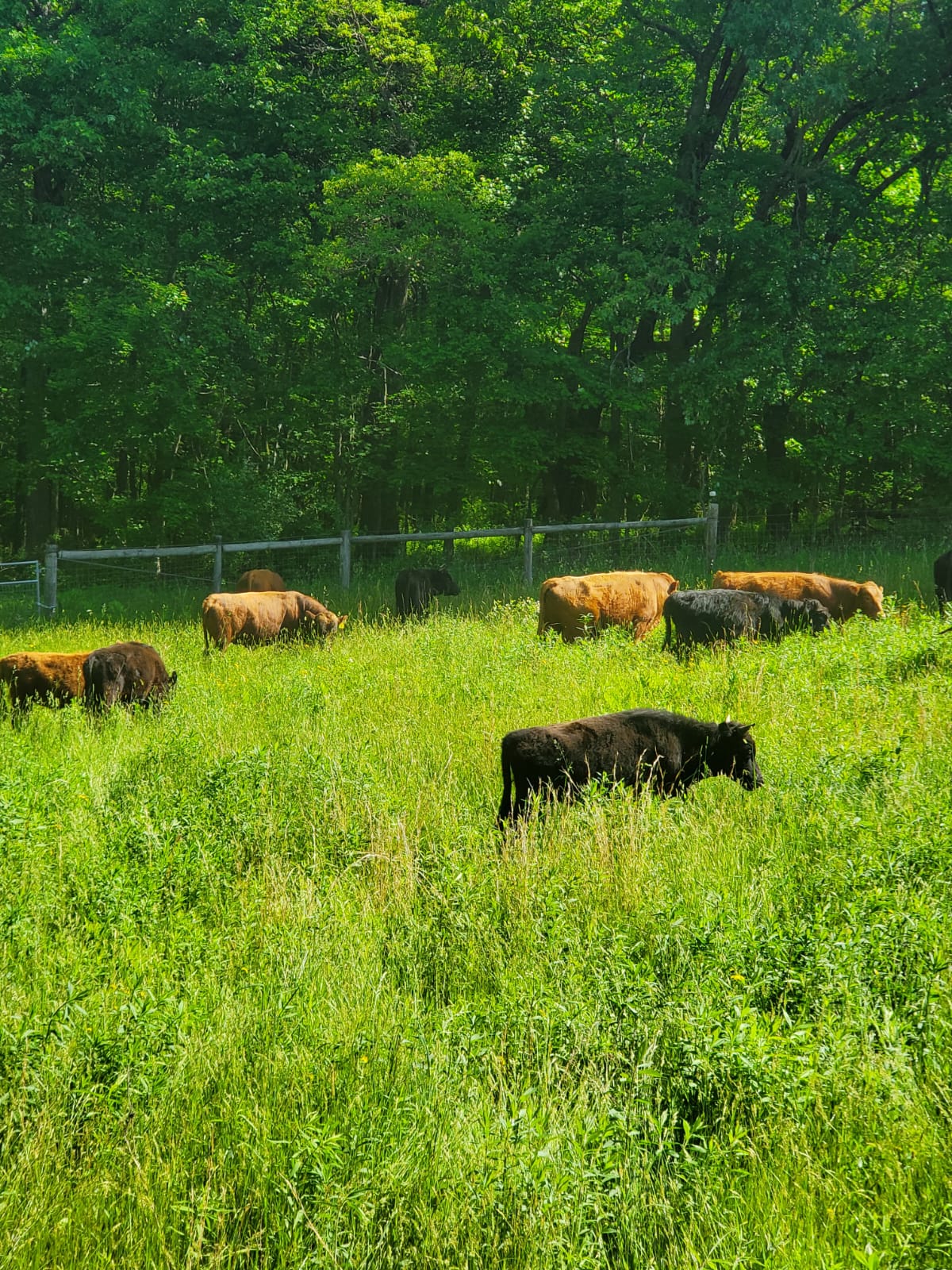 Cows grazing in a lush green field with trees in the background