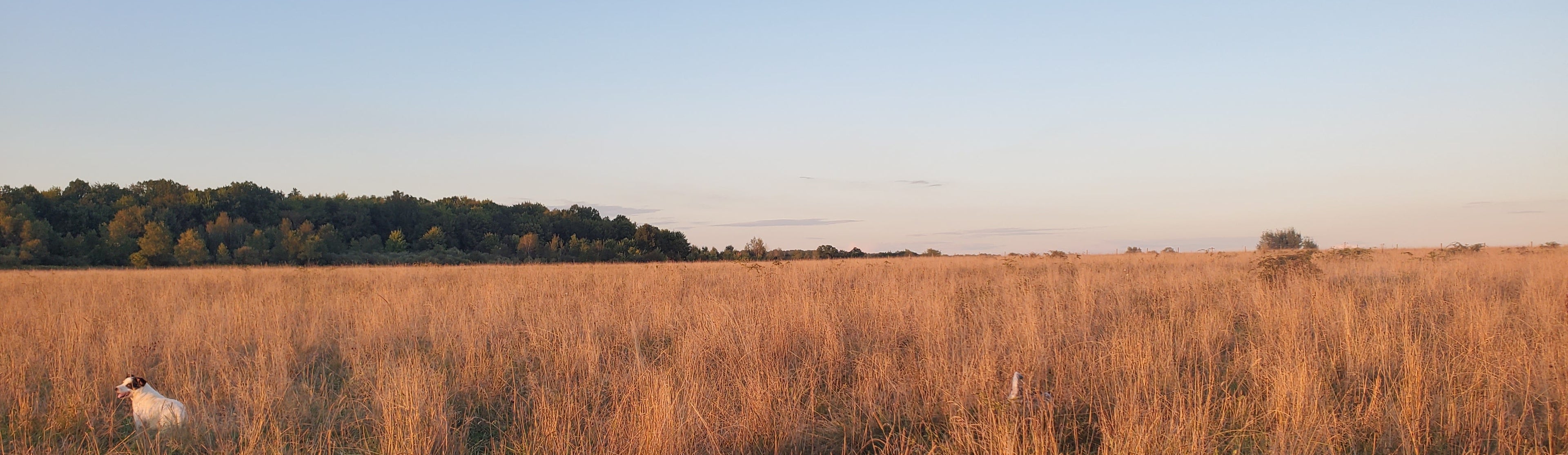 Open field with tall grass and a clear sky with dog in foreground